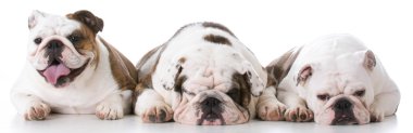 drie Engels bulldogs