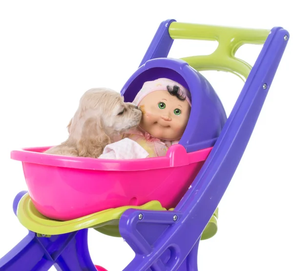 Valp i en barnvagn — Stockfoto