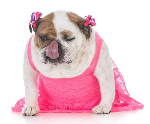 Vrouwelijke Engels bulldog — Stockfoto