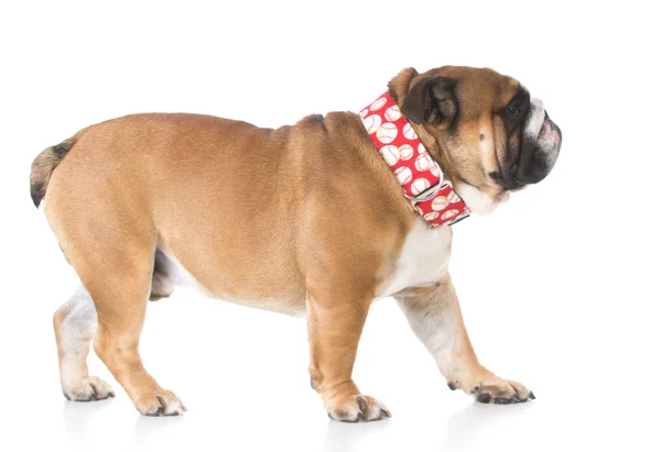 Engels bulldog wandelen — Stockfoto