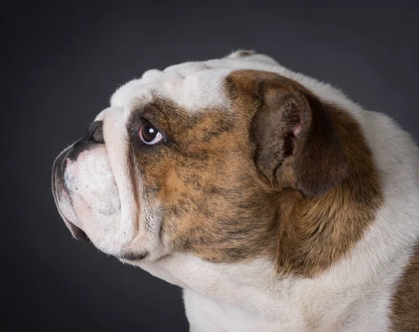 Engels bulldog portret — Stockfoto