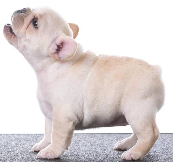 Bulldog puppy barking — Stock Photo, Image