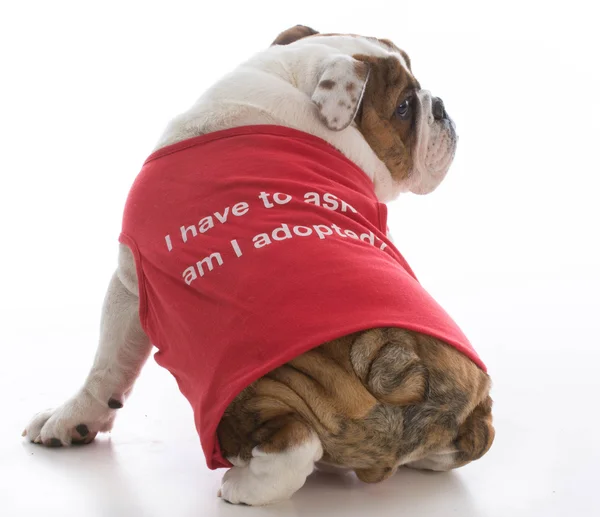 Cachorro vestindo camisa vermelha — Fotografia de Stock