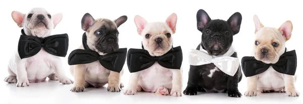Bulldog pups dragen strikjes — Stockfoto