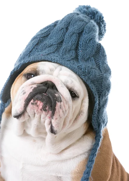 Dog wearing winter hat — Stock Photo, Image