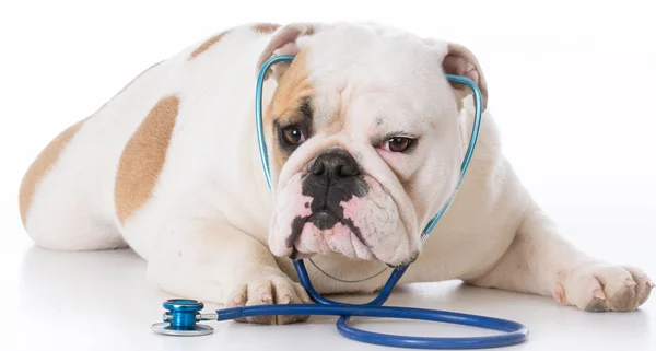 Bulldog laying down on floor — Stock Photo, Image