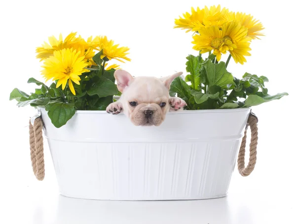 Cachorrinho de bulldog francês — Fotografia de Stock