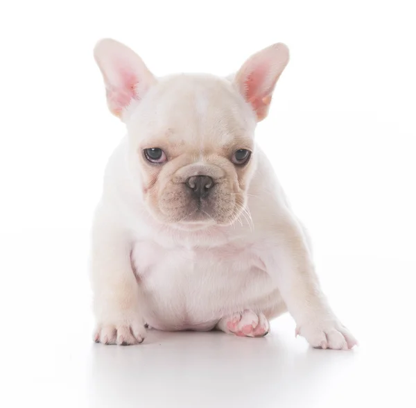 Cachorro bulldog sentado no chão — Fotografia de Stock