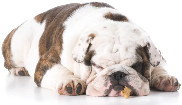 Bulldog laying down on floor — Stock Photo, Image