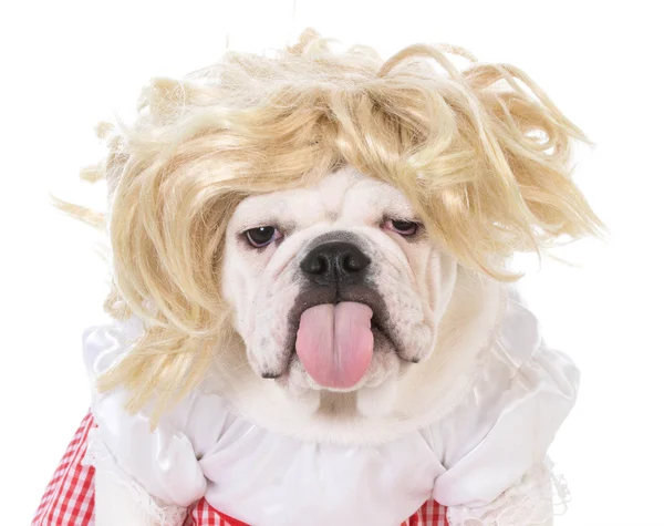 Bulldog bär klänning — Stockfoto