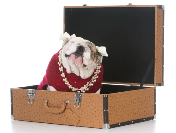 Bulldog wewnątrz walizki — Zdjęcie stockowe