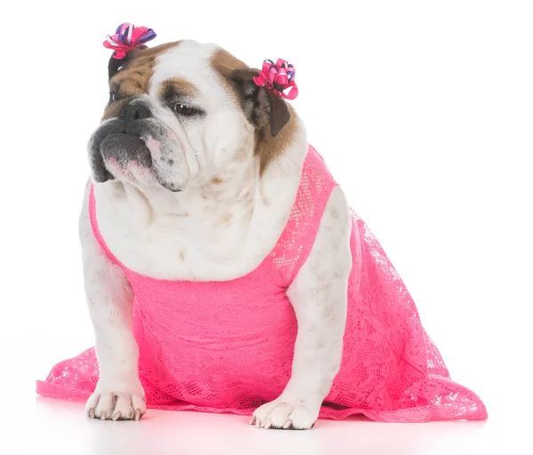 牛头犬穿着粉红色的连衣裙 — 图库照片
