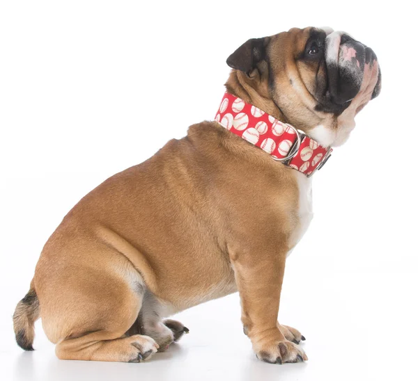 Bulldog zittend op de vloer — Stockfoto