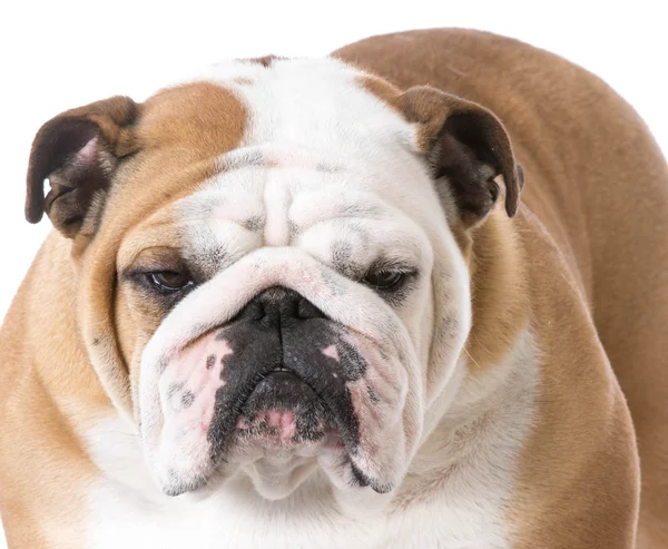 Engels bulldog portret — Stockfoto