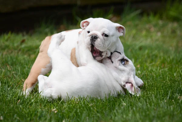 Puppies playing outside — Stock Photo, Image