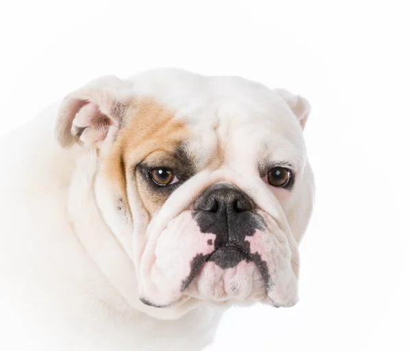 Engelsk bulldogg porträtt — Stockfoto