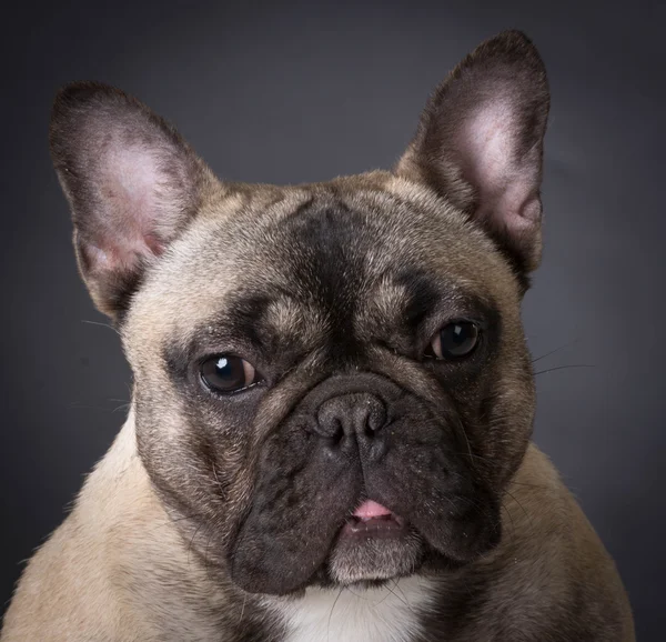 Engelsk bulldogg porträtt — Stockfoto