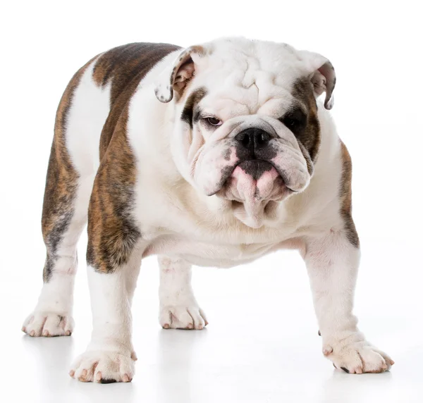 Bulldog staande op de vloer — Stockfoto