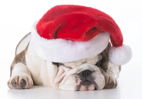 Bulldog giyen Noel Baba şapkası — Stok fotoğraf