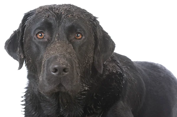 Dirty muddy dog — Stock Photo, Image