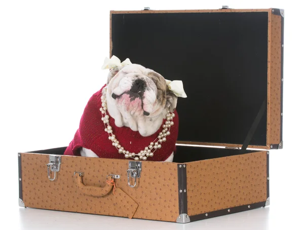 Bulldog in koffer — Stockfoto