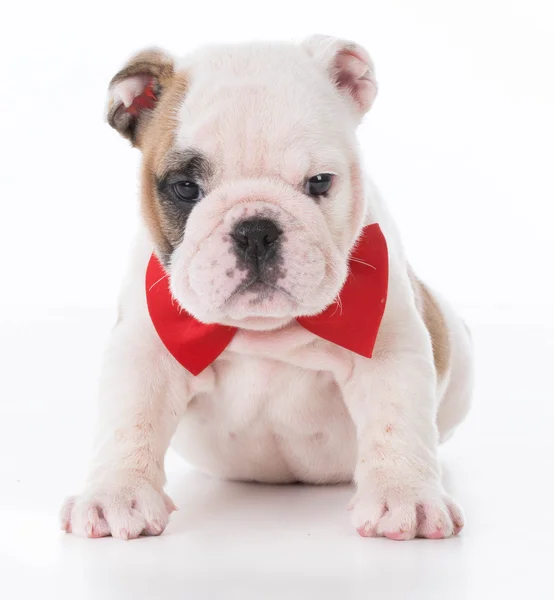 Filhote de cachorro usando laço vermelho — Fotografia de Stock