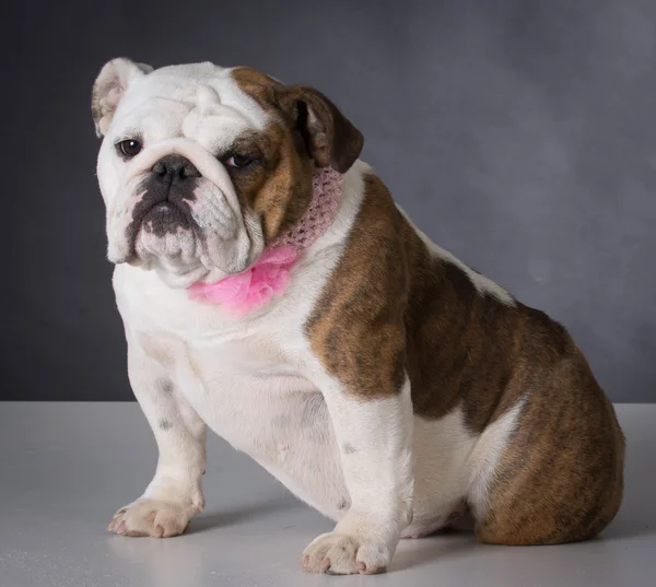 Englische Bulldogge — Stockfoto