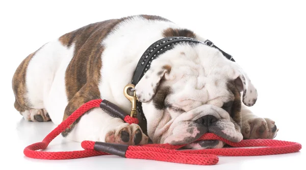 Bulldog sdraiato sul pavimento — Foto Stock