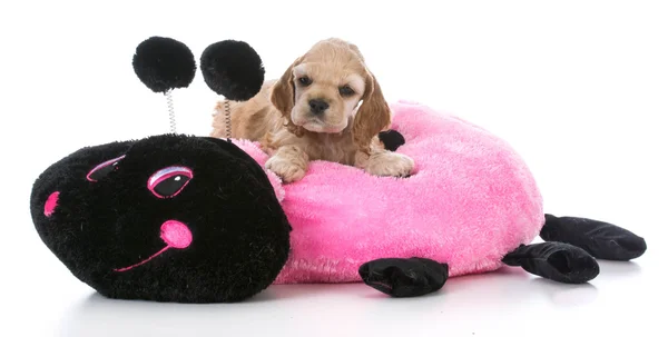 Cocker spaniel puppy — Stock Photo, Image