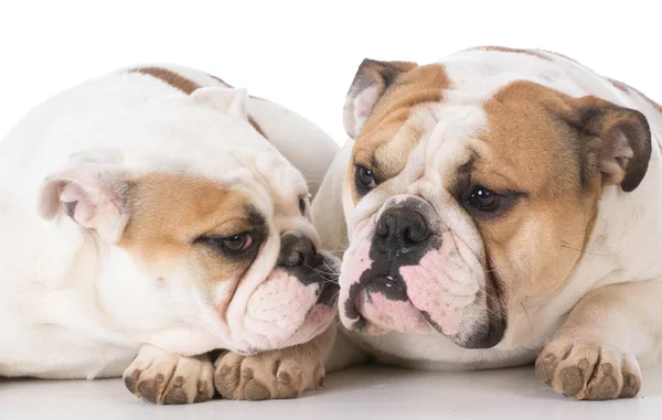 Dva anglicky bulldogs — Stock fotografie