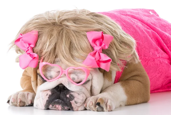 Bulldogge im rosa Kleid — Stockfoto