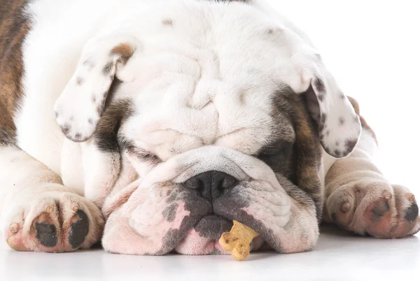 Bulldog laying down on floor — Stock Photo, Image