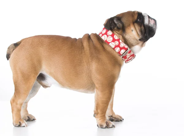 Bulldog staande op de vloer — Stockfoto