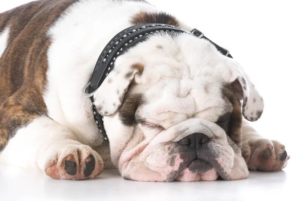 Bulldog sdraiato sul pavimento — Foto Stock