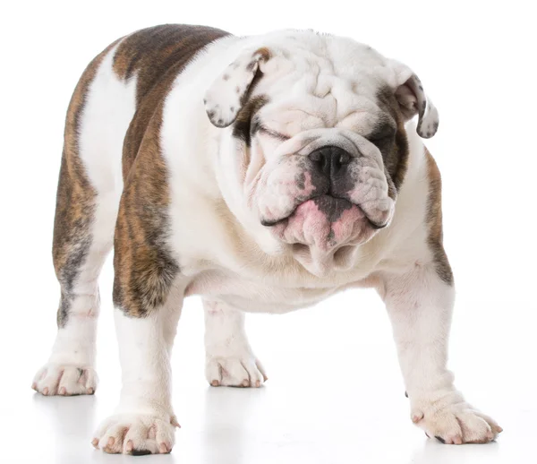 Engels bulldog pup — Stockfoto