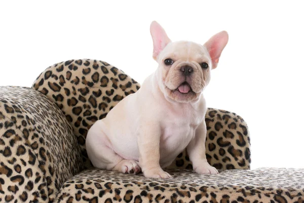 Cachorrinho de bulldog francês — Fotografia de Stock