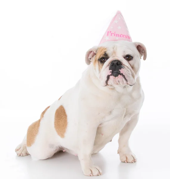 Bulldog wearing princess hat — Stock Photo, Image
