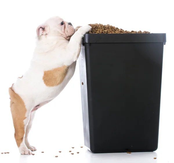 Bulldog mendigando por comida —  Fotos de Stock