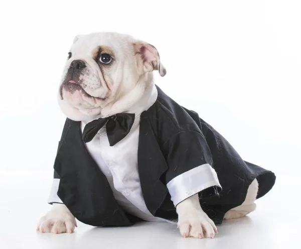 Inglese Bulldog cucciolo — Foto Stock