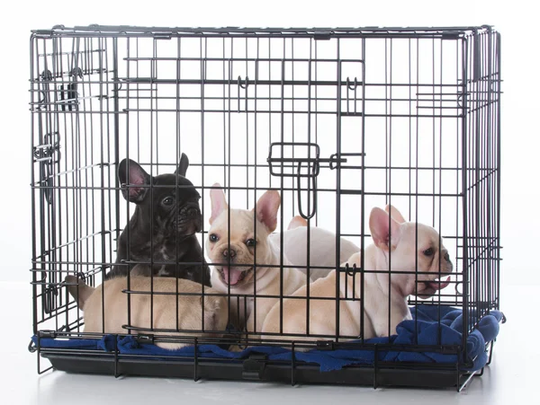 Bulldog puppies in crate — Stock Photo, Image
