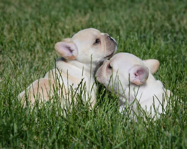 Cachorros brincando fora — Fotografia de Stock