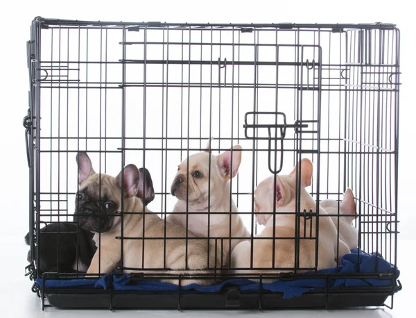 Cachorros buldogue em caixa — Fotografia de Stock