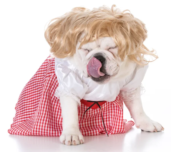 Bulldog dragen van roze jurk — Stockfoto