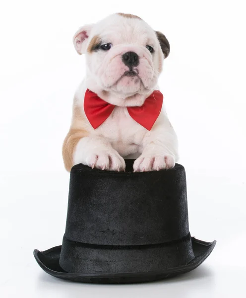 Engels bulldog pup — Stockfoto