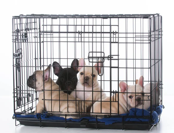 Bulldog puppies in crate — Stock Photo, Image