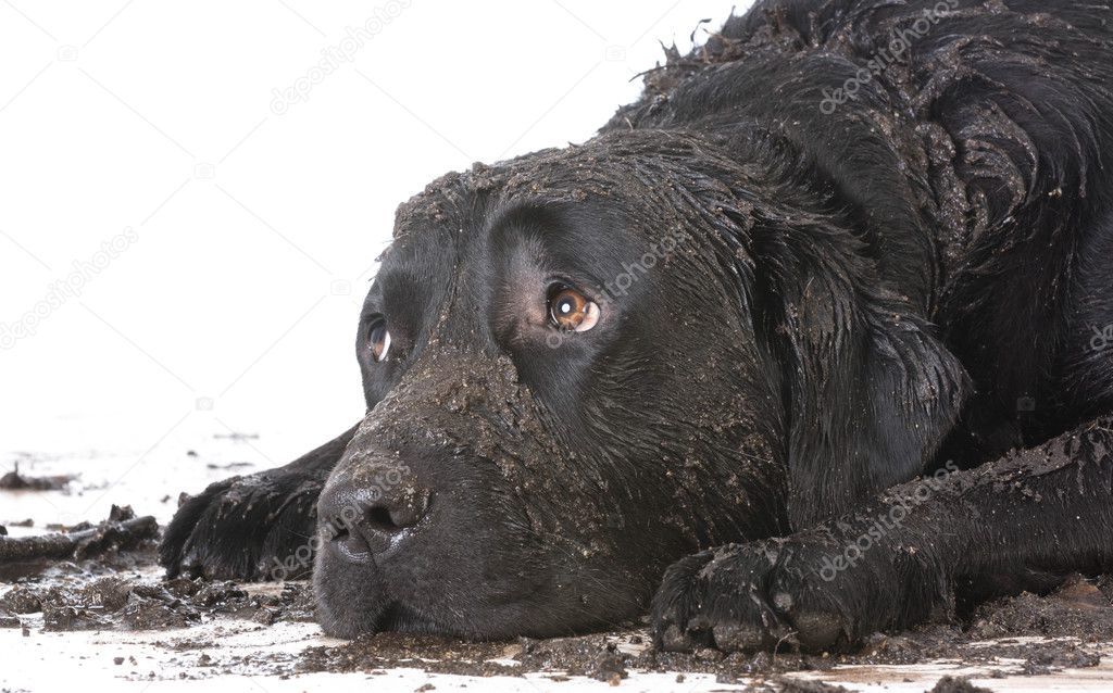 dirty muddy dog
