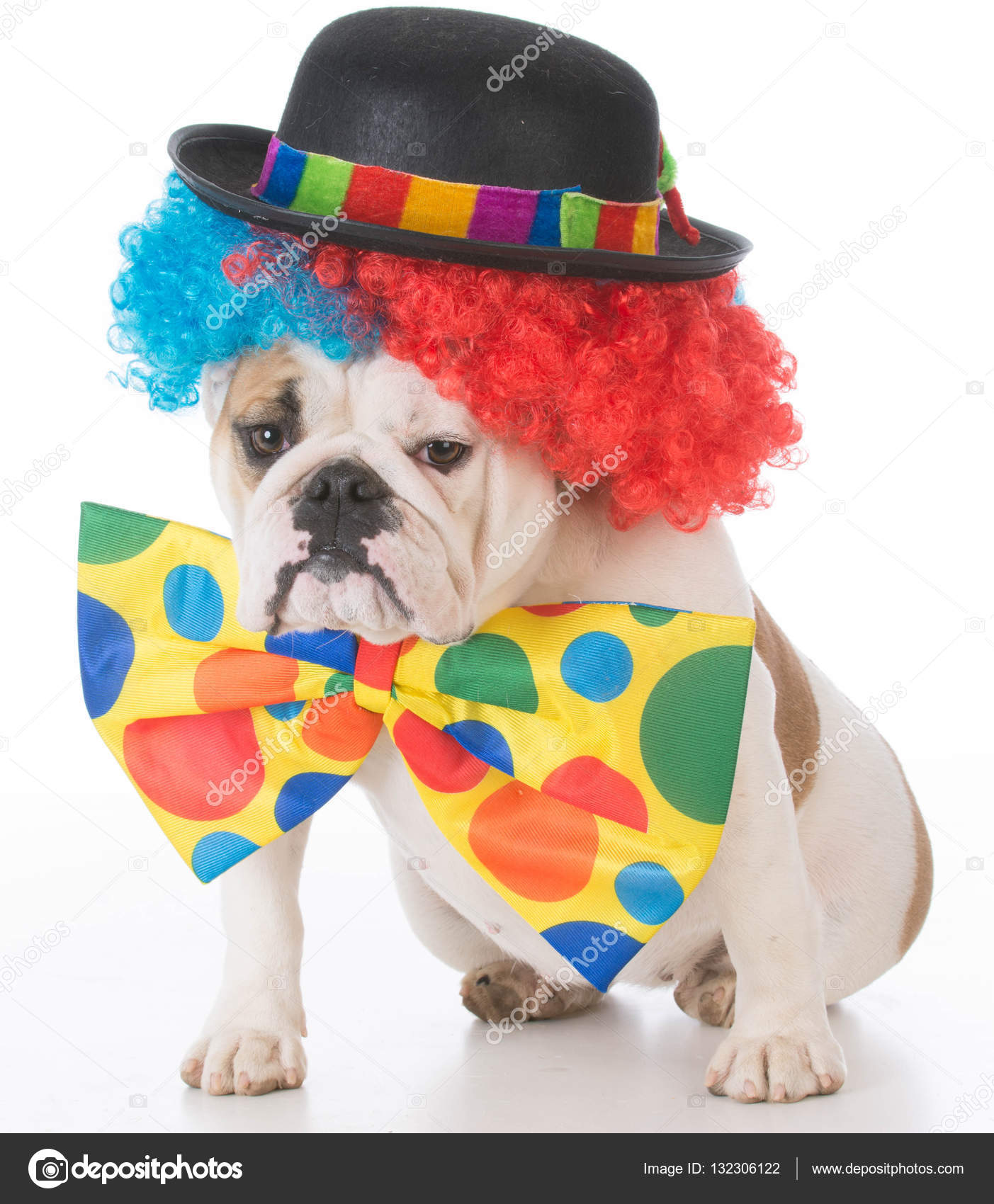 dog harley davidson jacket