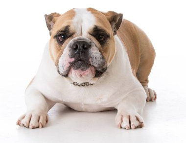 bulldog bırakmasını