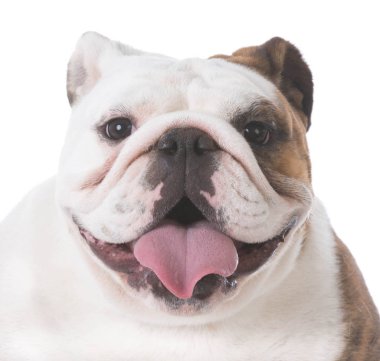mutlu bulldog köpek yavrusu