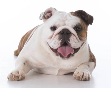 mutlu bulldog köpek yavrusu
